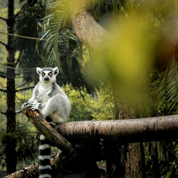 wildlife